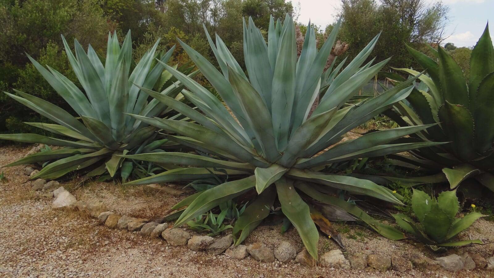 Cactus grandes