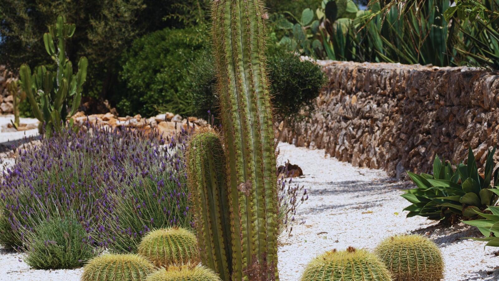 Jardín de cactus y lavanda