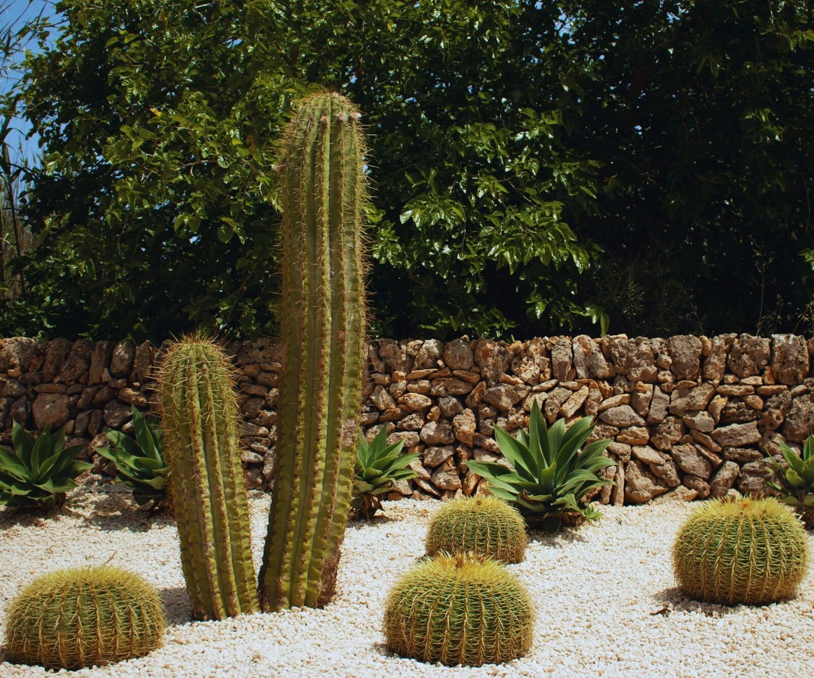 Jardín lavanda