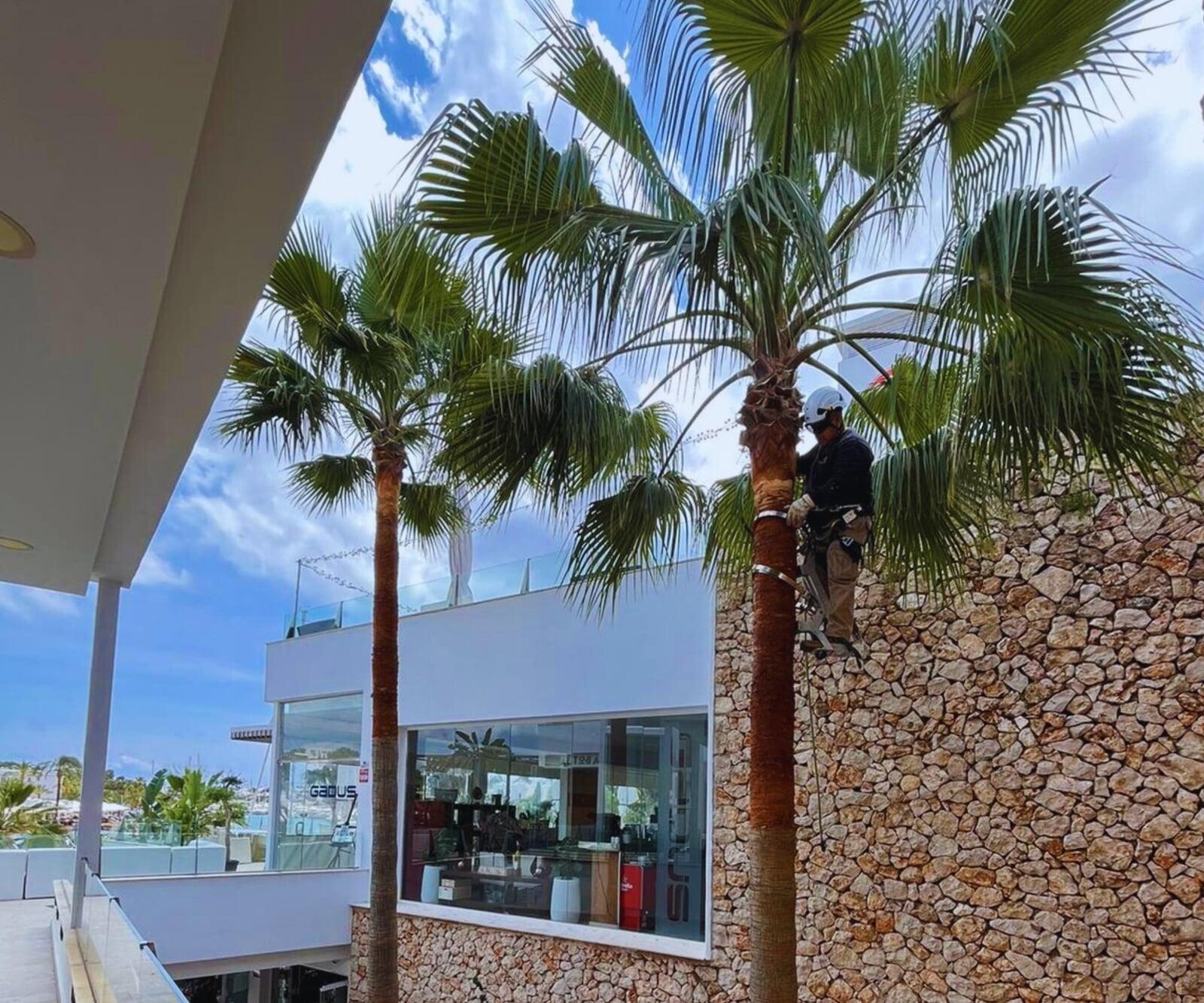 Poda de palmeras