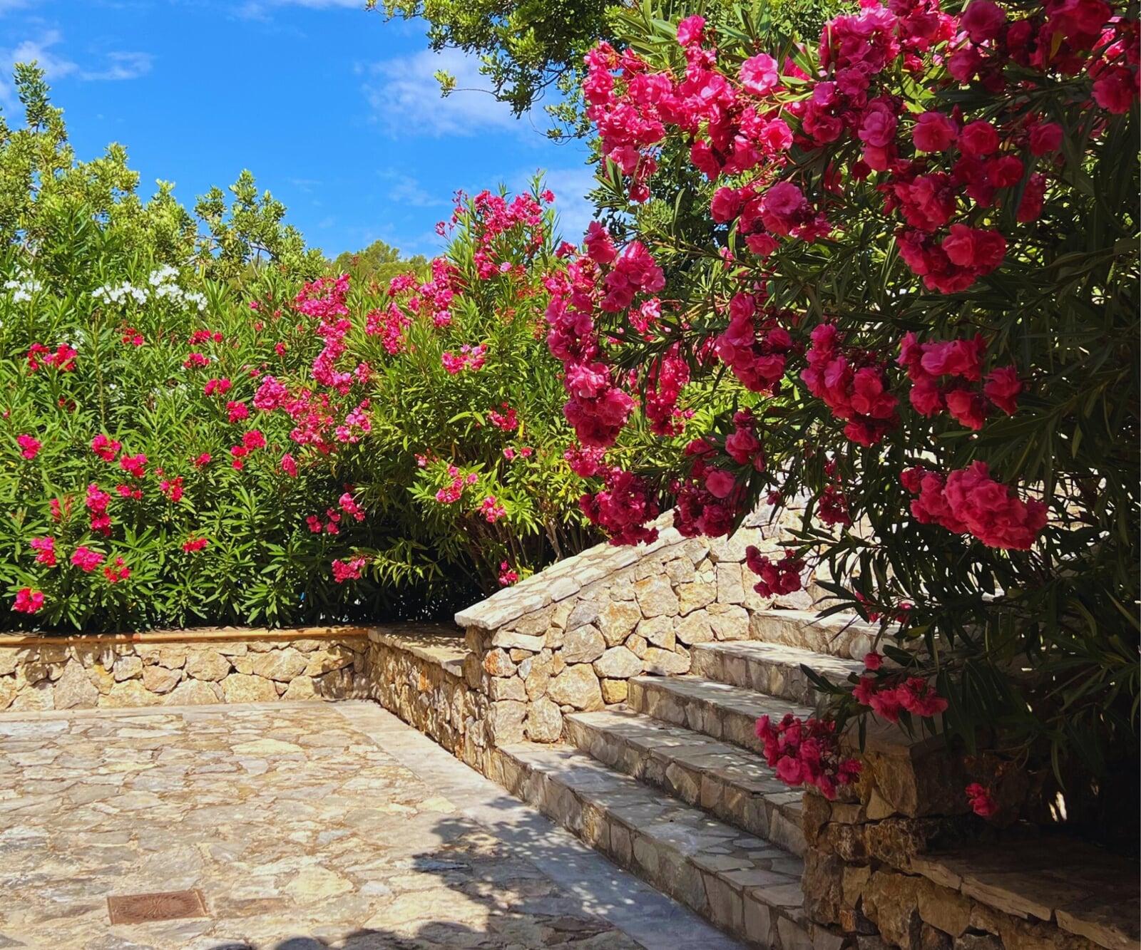 Jardín de buganvillas rojas