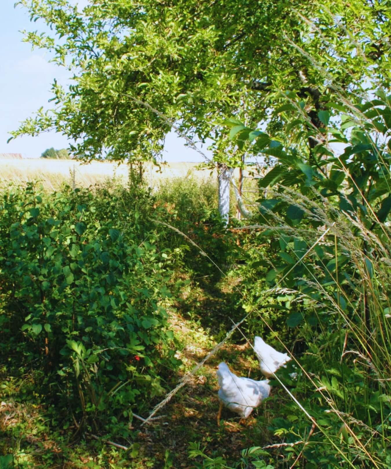 huerto ecológico