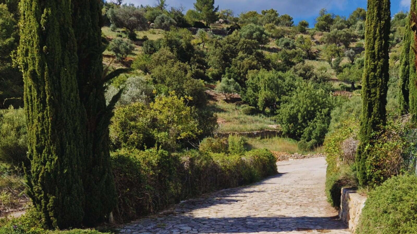 Entrada a la casa con pinos