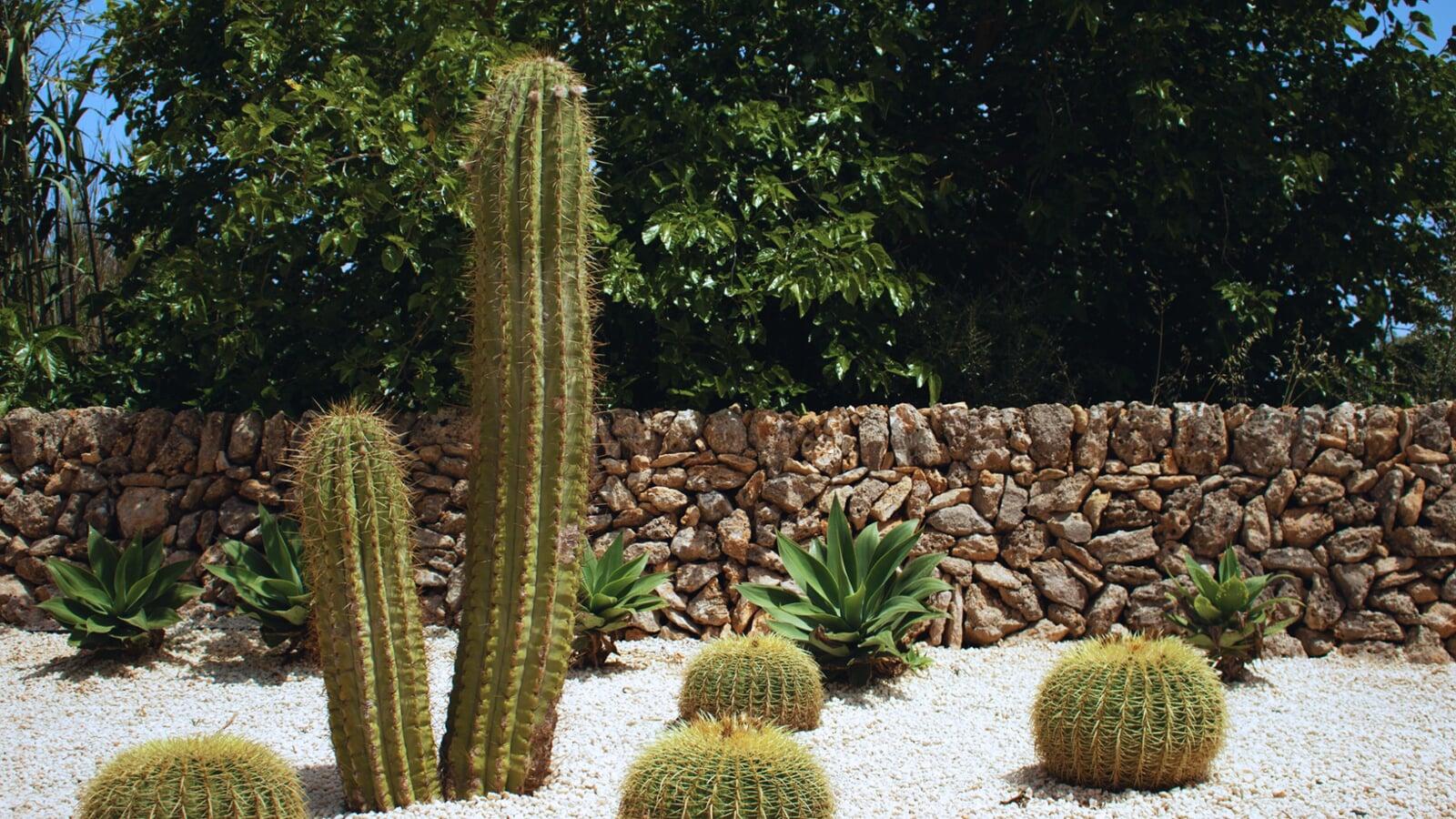 Jardín de Cactus