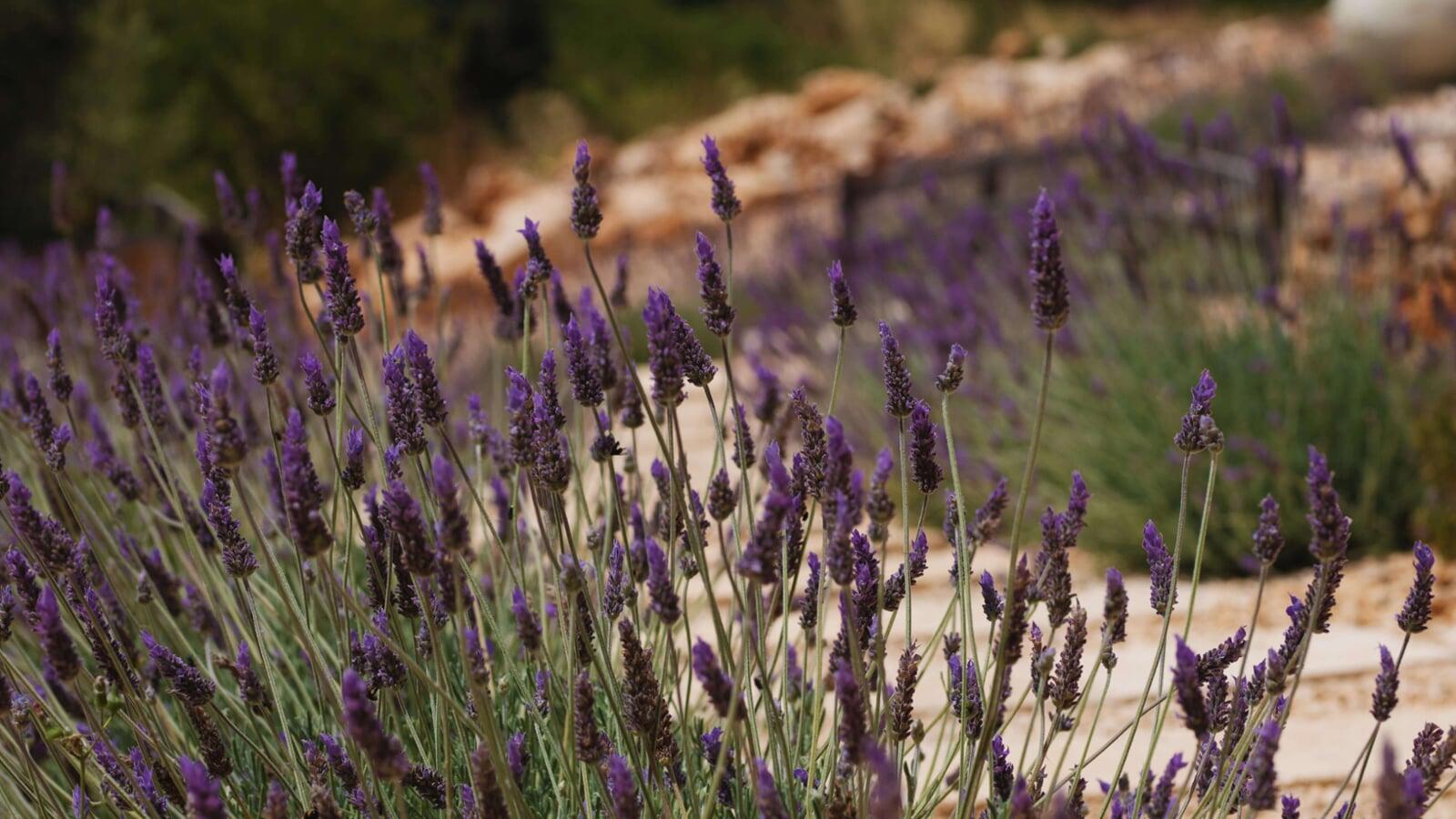 Jardín de lavanda